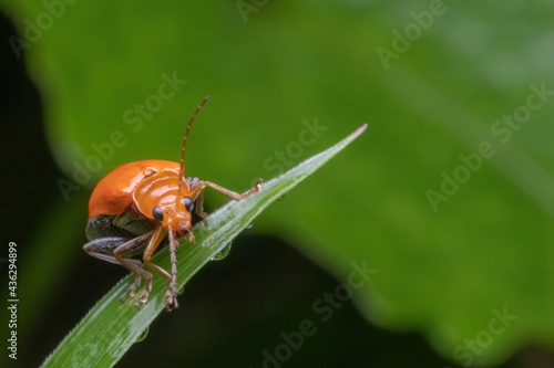 a orange beetle standing on green leaf © ZAIRIAZMAL