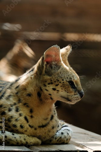 Canvas Print Servals are medium-sized wild cats with tawny, black-spotted coats and long necks and long legs that allow them to see over savanna grasses