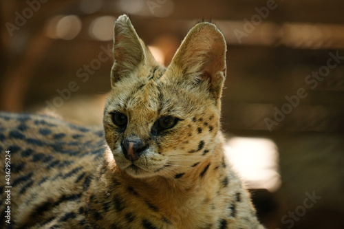 Photography Servals are medium-sized wild cats with tawny, black-spotted coats and long necks and long legs that allow them to see over savanna grasses