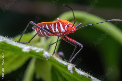 a shield bug standing on green leaf © ZAIRIAZMAL