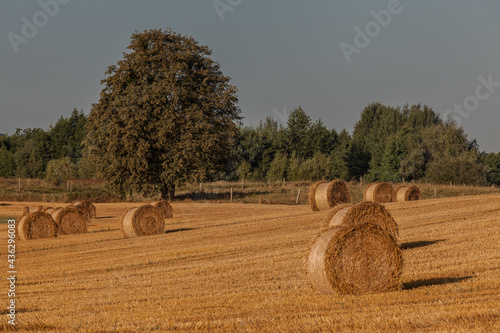 Fototapeta Naklejka Na Ścianę i Meble -  View of the Masurian fields.