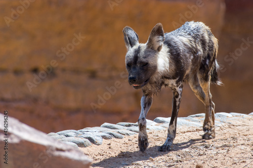Photography An African wild dog (Lycaon pictus) running through dry ground very close up in the rocks