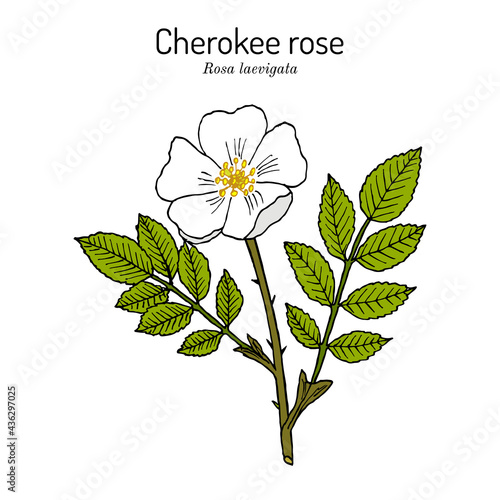 Cherokee rose Rosa laevigata the official state flower of Georgia