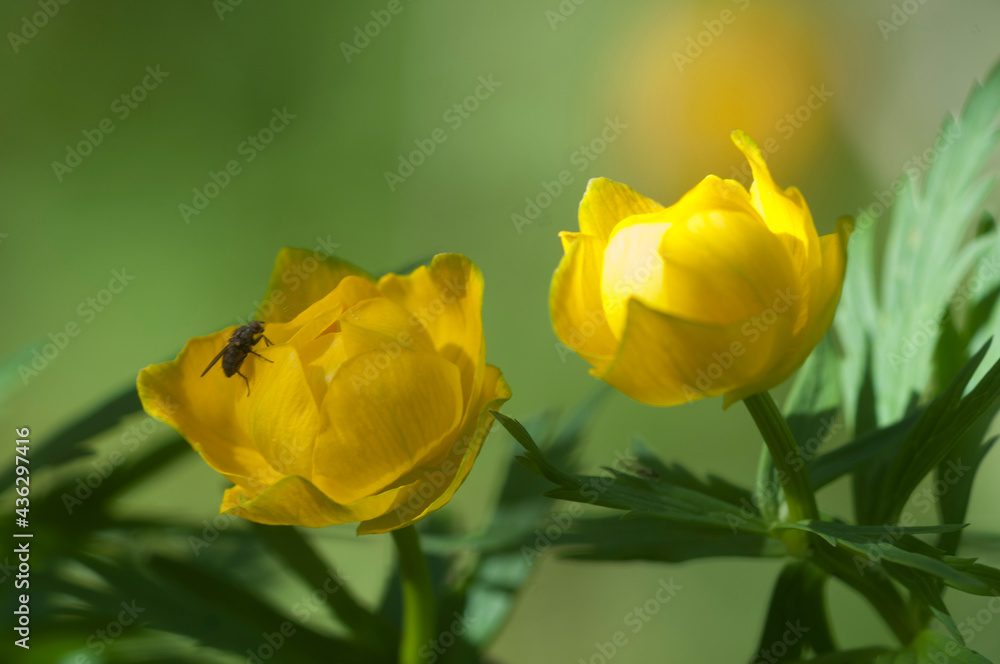 Chinese globeflower (Trollius chinensis) close up Chinese globeflower (Trollius chinensis) close up
