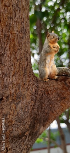 squirrel on a tree