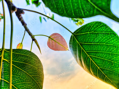 close up of a green leaf