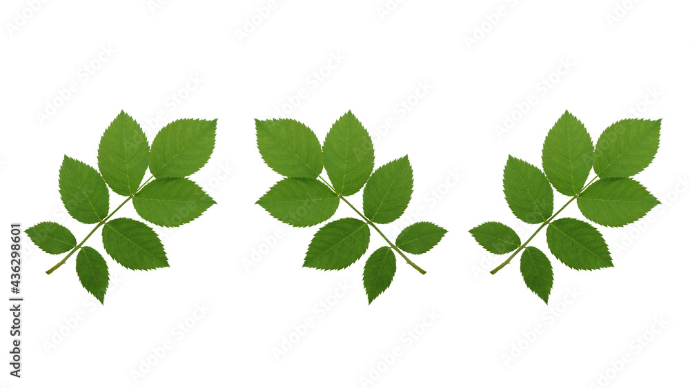 Wild rose leaves isolated on white background. Green leaves pattern. Wild rose leaves isolated on white background. Green leaves pattern.