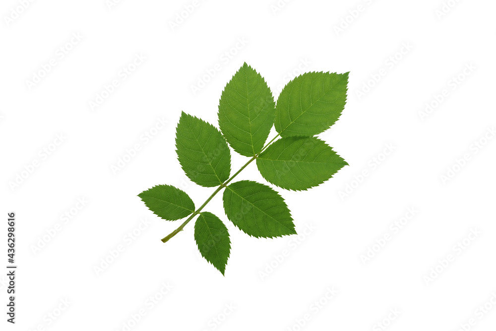 Wild rose leaves isolated on white background. Wild rose leaves isolated on white background.