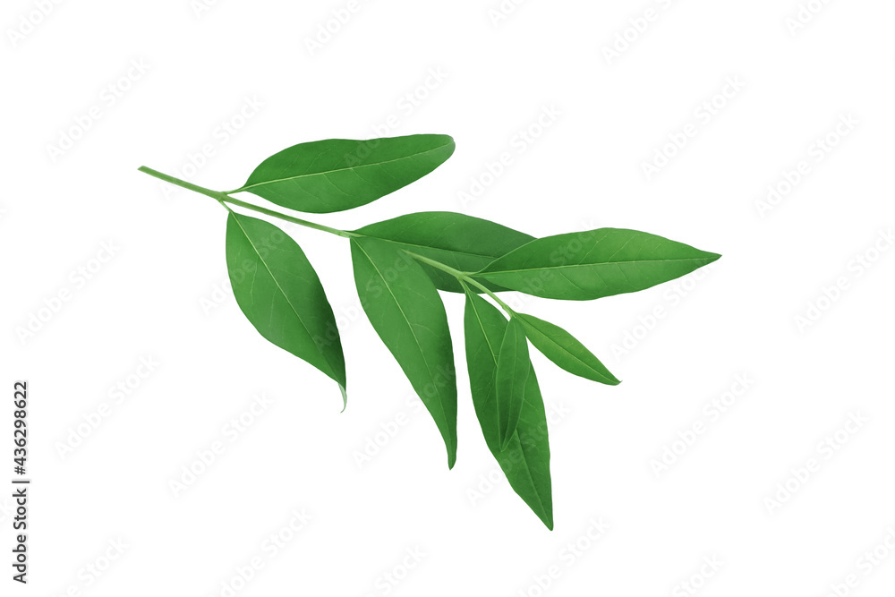 Fototapeta premium Green branch with leaves isolated on white background.