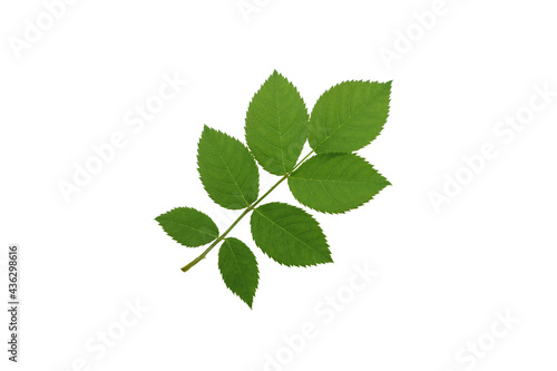 Wild rose leaves isolated on white background.