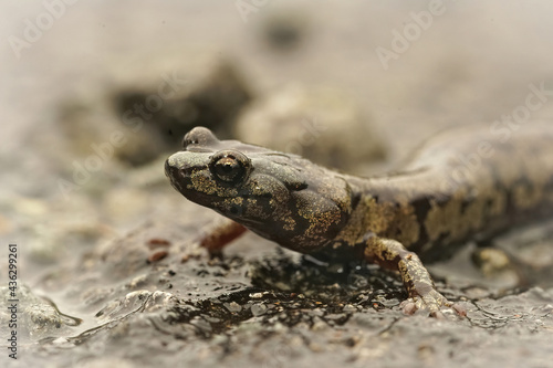 Close-up shot of a nice adult colored Clouded salamander, Aneides ferreus, crossing a rainy street. photo