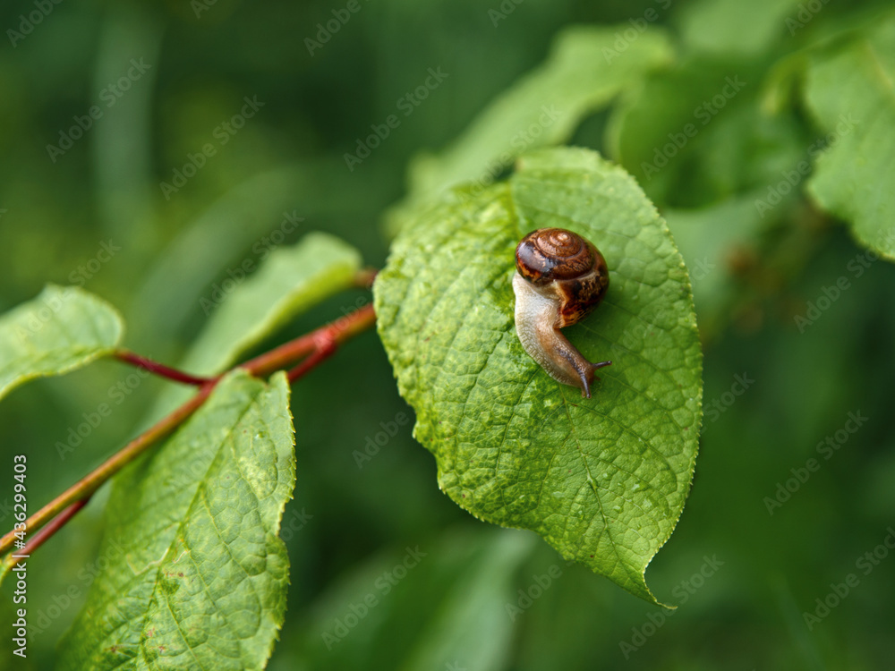 Snail with house crawls on green leaf Snail with house crawls on green leaf
