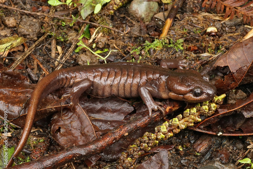 Close-up shot of an adult, male, brown, terrestrial Northwestern Salamander, Ambystoma gracile. photo