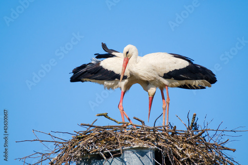 Couple of storks building nest together