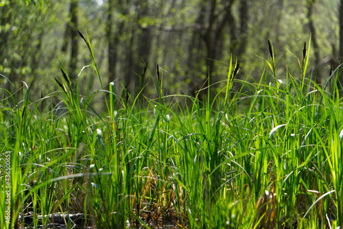 Fototapeta Naklejka Na Ścianę i Meble -  Tall grass in swamp