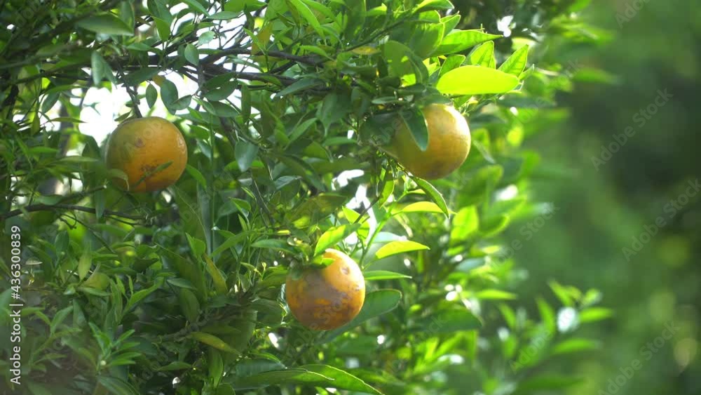 Oranges hanging on branches of orange tree before harvesting in the orchard in the morning. Oranges hanging on branches of orange tree before harvesting in the orchard in the morning.