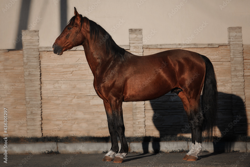 Ганноверский жеребец El Bundi 