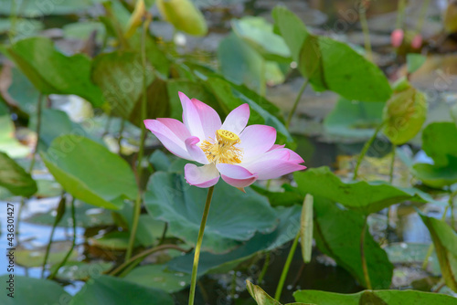 The author took a set of photos in Phu My Hung lotus lake  Ho Chi Minh City. Time  Friday morning  May 28  2021. Content  The author hopes the photos can describe the beauty of lotus flowers.