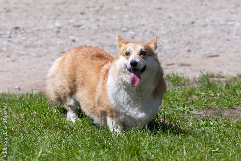 Domestic male welsh corgi pembroke in the meadow Domestic male welsh corgi pembroke in the meadow
