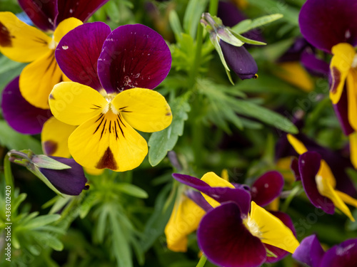 colorful pansy flowers, close up © Jakob