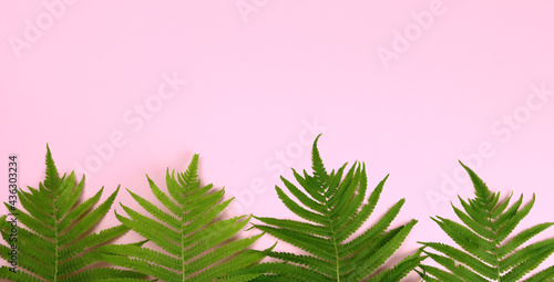 tropical summer banner green leaves on pink background. Horizontal banner