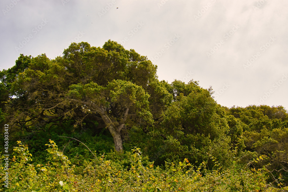 Obraz premium Hiking in the spring to Andrew Molera state beach in Big Sur