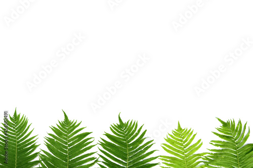 tropical summer banner  green leaves isolated on white