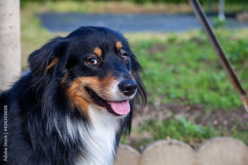 Portrait d'une jeune berger australien attendrissant qui tire la langue Portrait d'une jeune berger australien attendrissant qui tire la langue