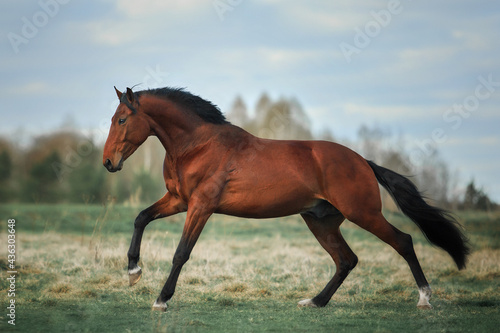 Bay horse photo