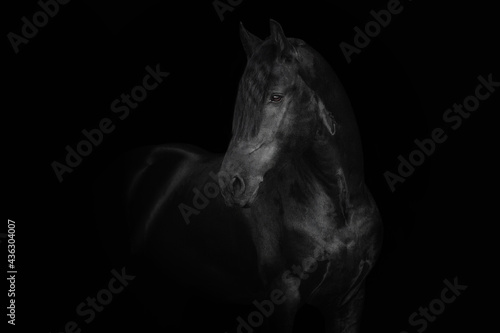 Friesian horse stallion photo