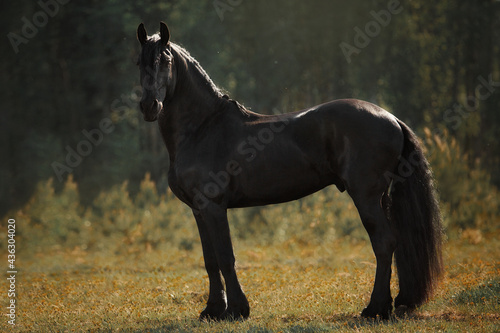 Photos Friesian horse stallion