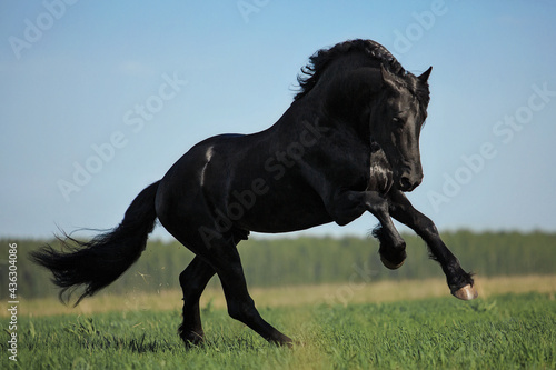Friesian horse stallion © Дарья Ералева