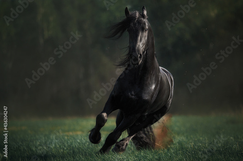 Friesian horse stallion photo