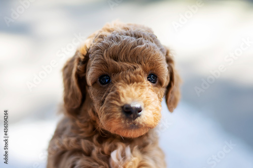 Little puppy Purebred cute puppy poodle.