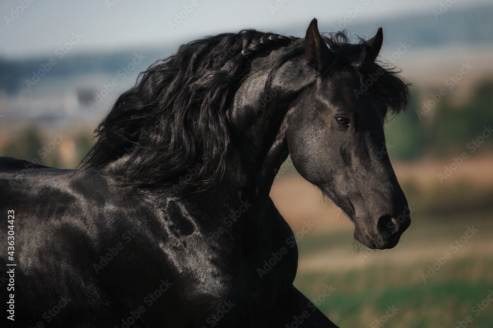 Friesian horse stallion - obrazy, fototapety, plakaty 