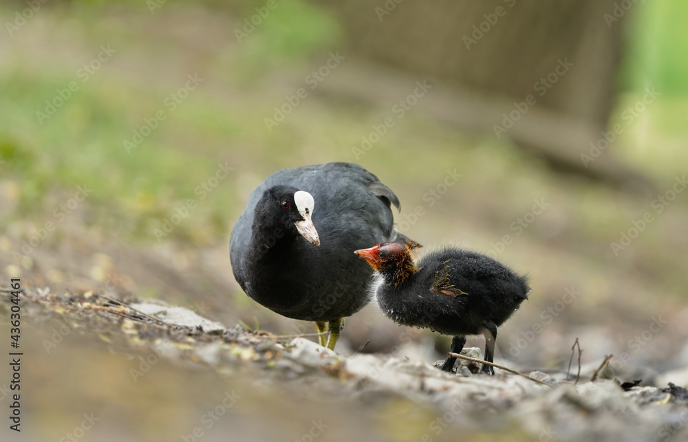 Obraz premium Fulica atra. Portrait of a eurasian coot. black coot feeds its chick. 