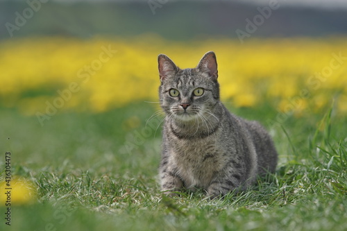 Beautiful tabby cat sitting on the blooming meadow. Felis silvestris catus