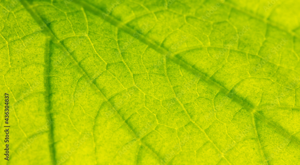 Close up of green leaf of plant as background. Close up of green leaf of plant as background.