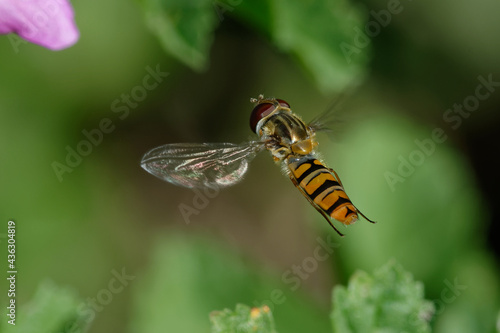 Marmalade hoverfly (Episyrphus balteatus) flying © André LABETAA