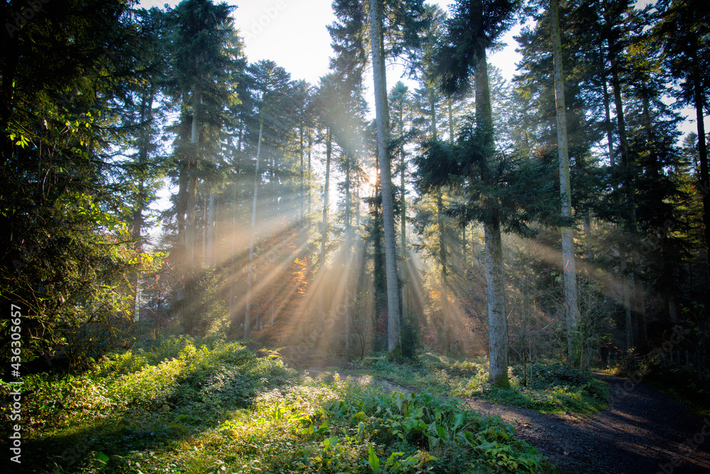 Obraz premium Sonnenuntergang im Wald