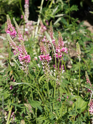 Onobrychis viciifolia | Sainfoin cultivé ou esparcette à feuilles de vesce à fleurs érigées rose veinées de pourpre au feuillage penné à folioles photo