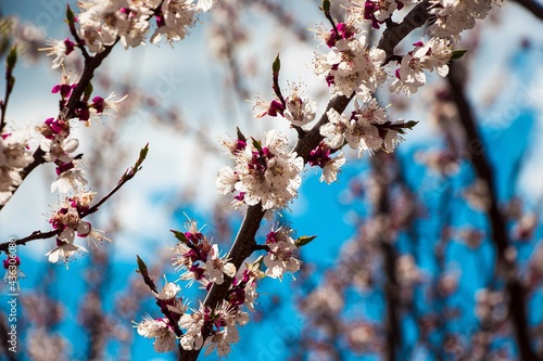 blossom in spring
