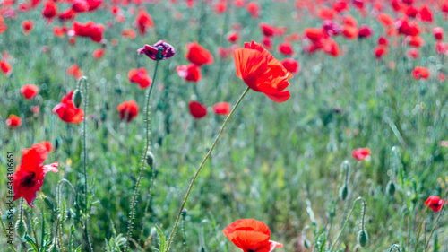 Red poppies in a field, spring background