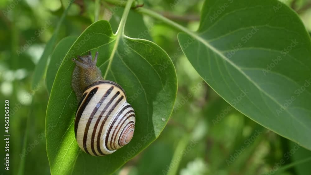 Closeup of a striped grove snail on the lilac leaf Closeup of a striped grove snail on the lilac leaf