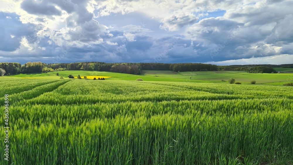 Fototapeta premium Felder