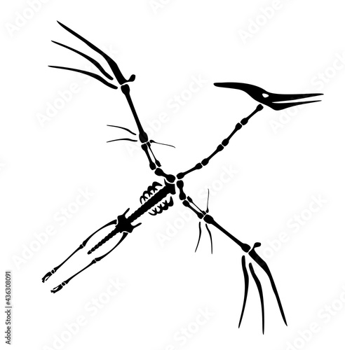 Vector Dinosaur Pterodactyl Skeleton. Primeval fauna  Cretaceous Period. Huge zhenyuanopterus theropod. Flying pterosaur or pterodactyl dino. Silhouette illustration isolated