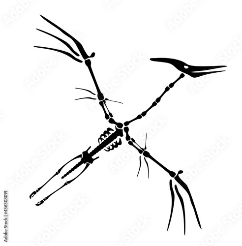 Vector Dinosaur Pterodactyl Skeleton. Primeval fauna, Cretaceous Period. Huge zhenyuanopterus theropod. Flying pterosaur or pterodactyl dino. Silhouette illustration isolated