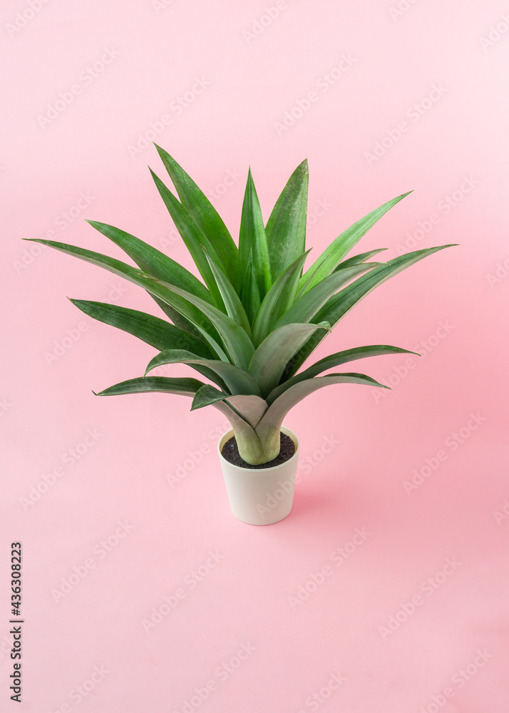 A pineapple leaves on light pink background. A pineapple leaves on light pink background.
