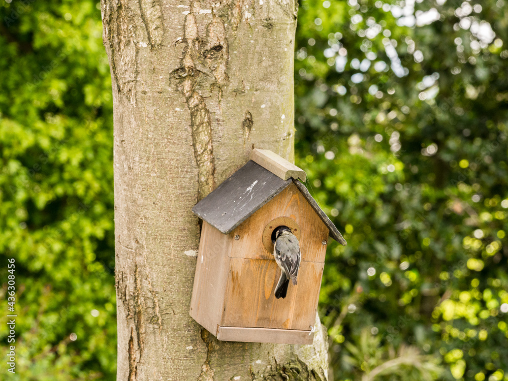 Parent blue tit entering garden nest box to provide food to their chicks and parent bird at Pickmere, Knutsford, Cheshire, Uk