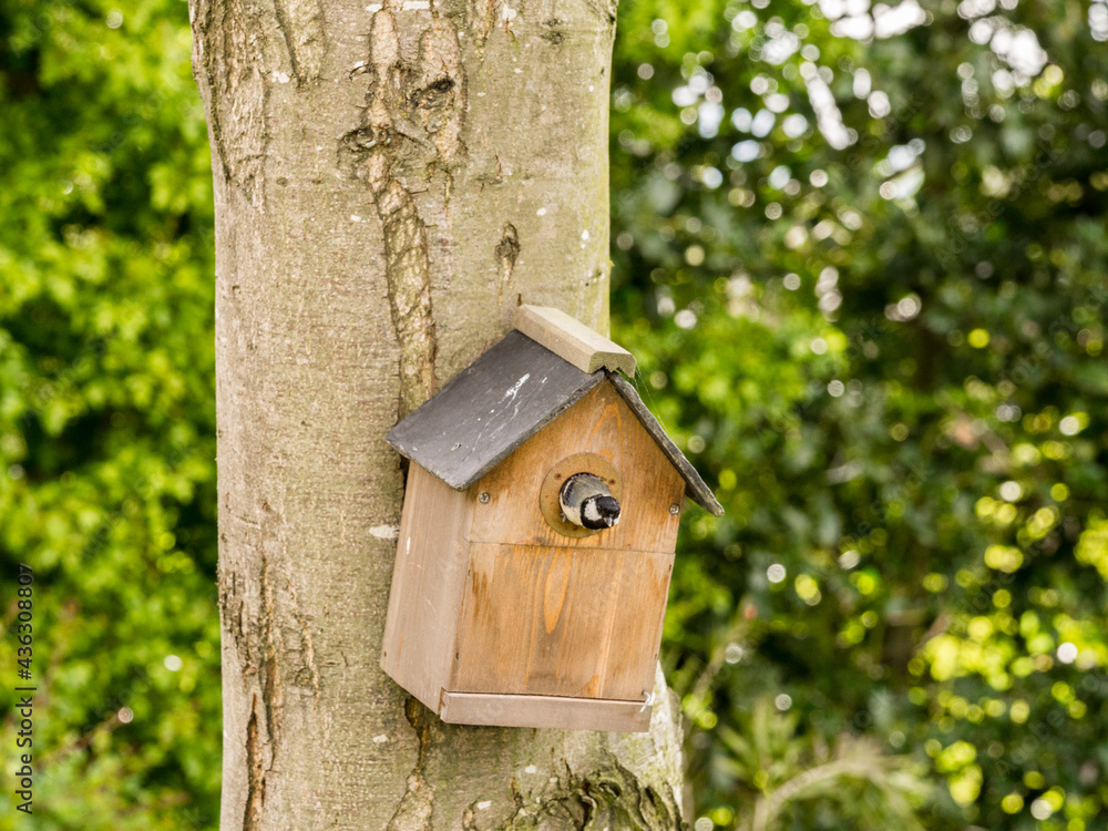 Parent blue tit entering garden nest box to provide food to their chicks and parent bird at Pickmere, Knutsford, Cheshire, Uk Parent blue tit entering garden nest box to provide food to their chicks and parent bird at Pickmere, Knutsford, Cheshire, Uk